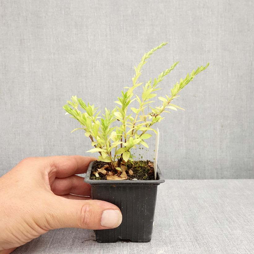 Exemplaar van Cuphea hyssopifolia Purple - Mexicaanse heide Kweekpotje van 8/9 cm zoals geleverd in de zomer