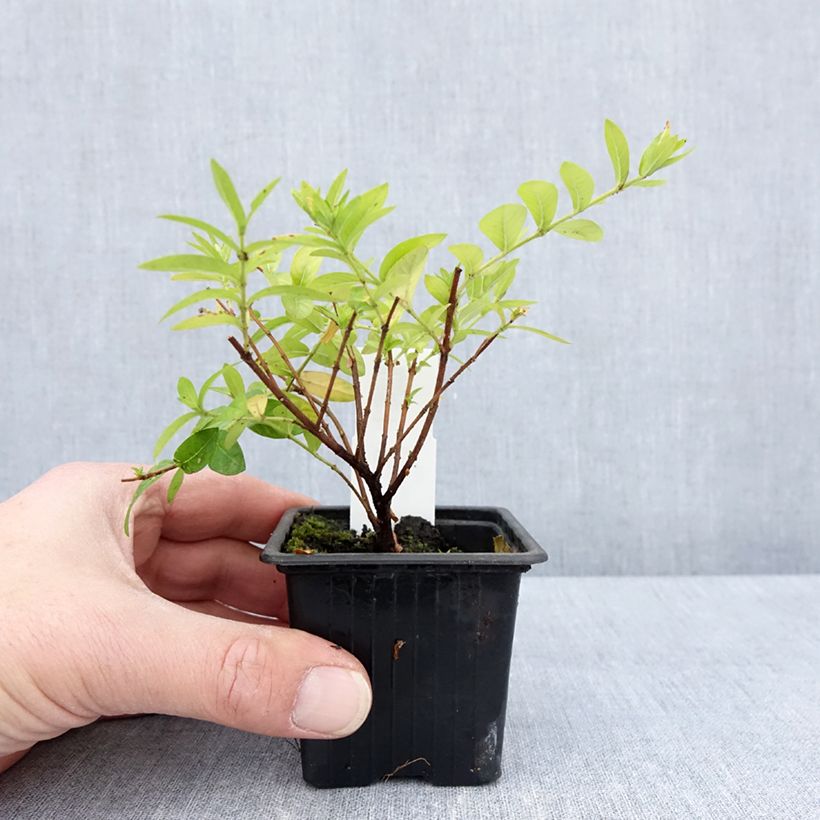 Example of Cuphea hyssopifolia Purple - Fausse bruyère, Etoile du Mexique Kweekpotje van 8/9 cm as you get in printemps