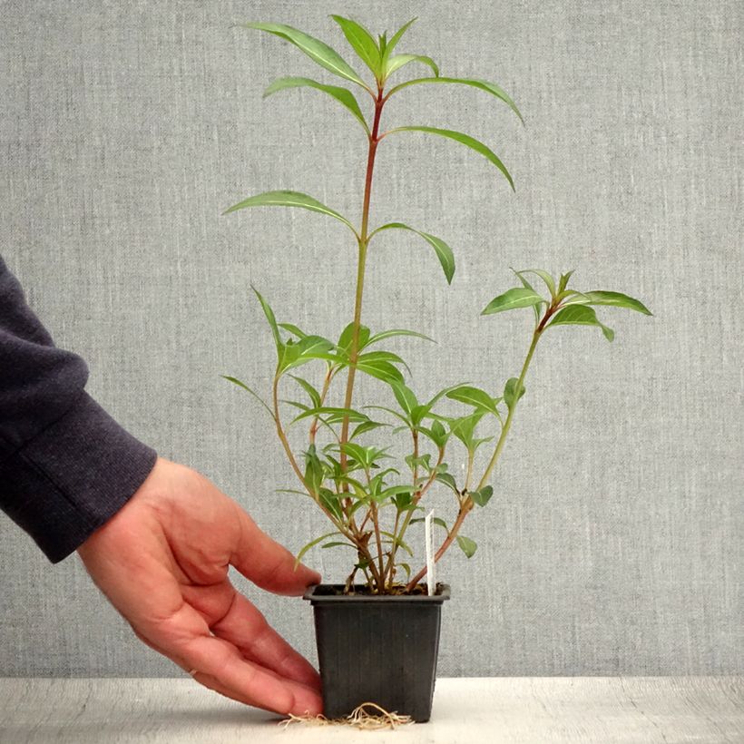 Exemplaar van Cuphea micropetala - Sigarenplant Kweekpotje van 8/9 cm zoals geleverd in de zomer