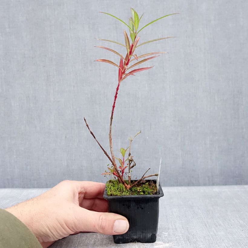 Example of Cuphea micropetala - Sigarenplant Kweekpotje van 8/9 cm as you get in hiver