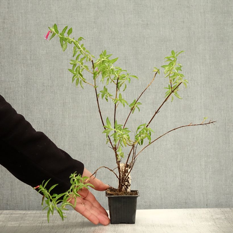 Exemplaar van Cuphea Twinkle Pink - Plante cigarette Godet de 8/9 cm zoals geleverd in de herfst