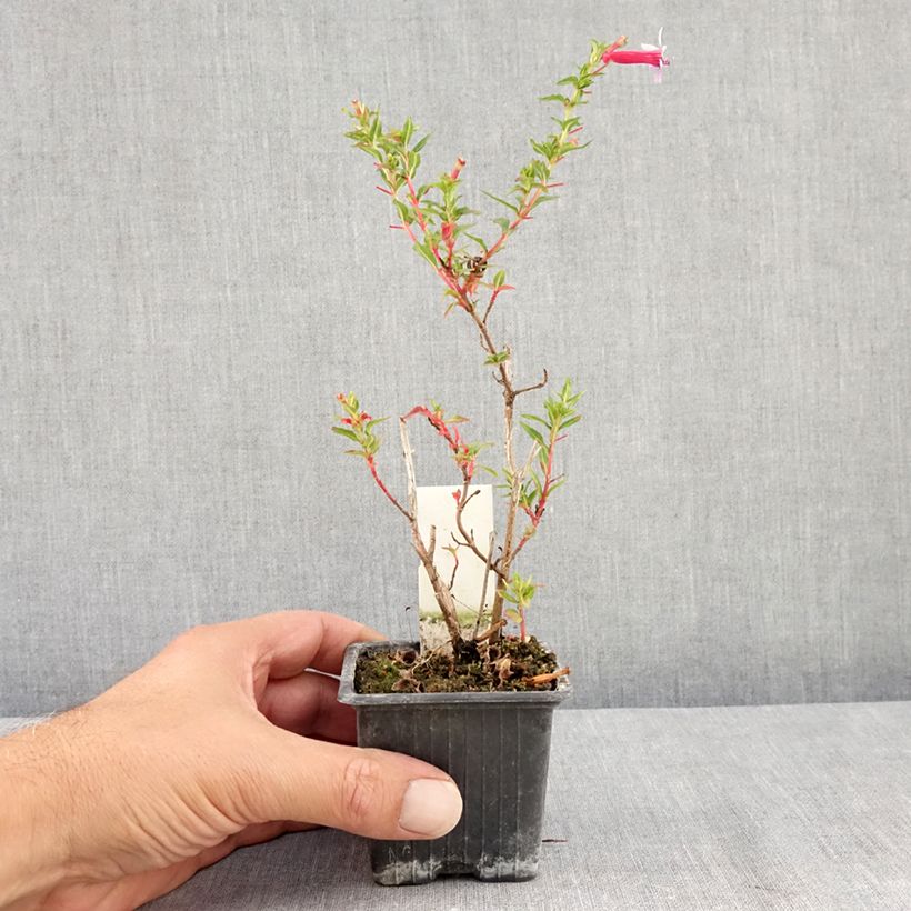 Exemplaar van Cuphea Twinkle Pink - Mexicaanse heide Kweekpotje van 8/9 cm zoals geleverd in de zomer