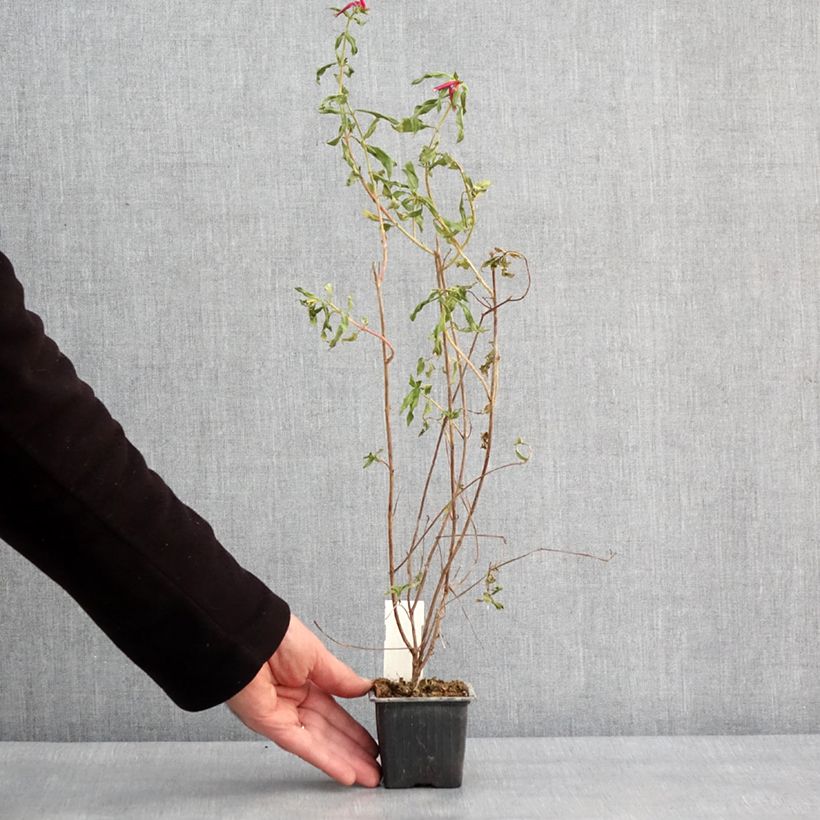 Example of Cuphea Twinkle Pink - Mexicaanse heide Kweekpotje van 8/9 cm as you get in hiver