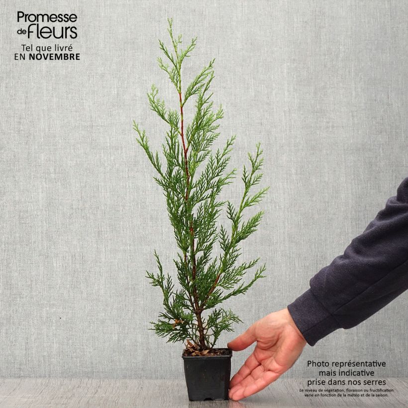 Exemplaar van Cupressocyparis leylandii - Leylandcipres Kweekpotje van 8/9 cm zoals geleverd in de herfst