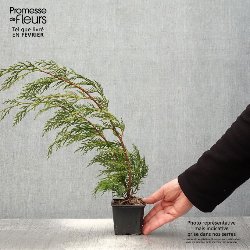 Example of Cupressocyparis leylandii - Leylandcipres Kweekpotje van 8/9 cm as you get in hiver