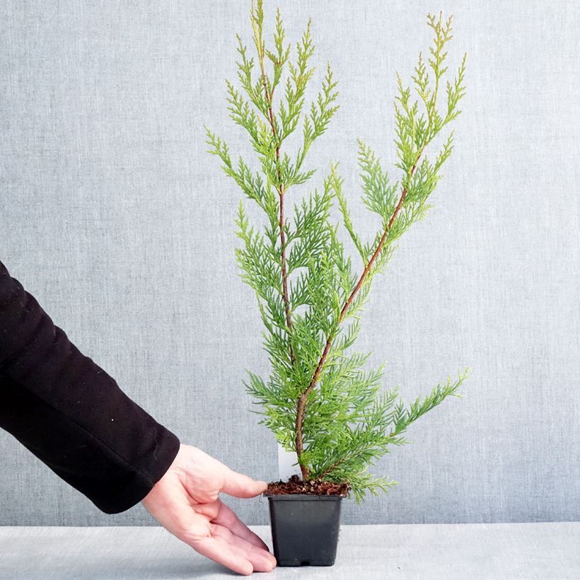 Example of Cupressocyparis leylandii Oger - Leylandcipres Kweekpotje van 8/9 cm as you get in hiver