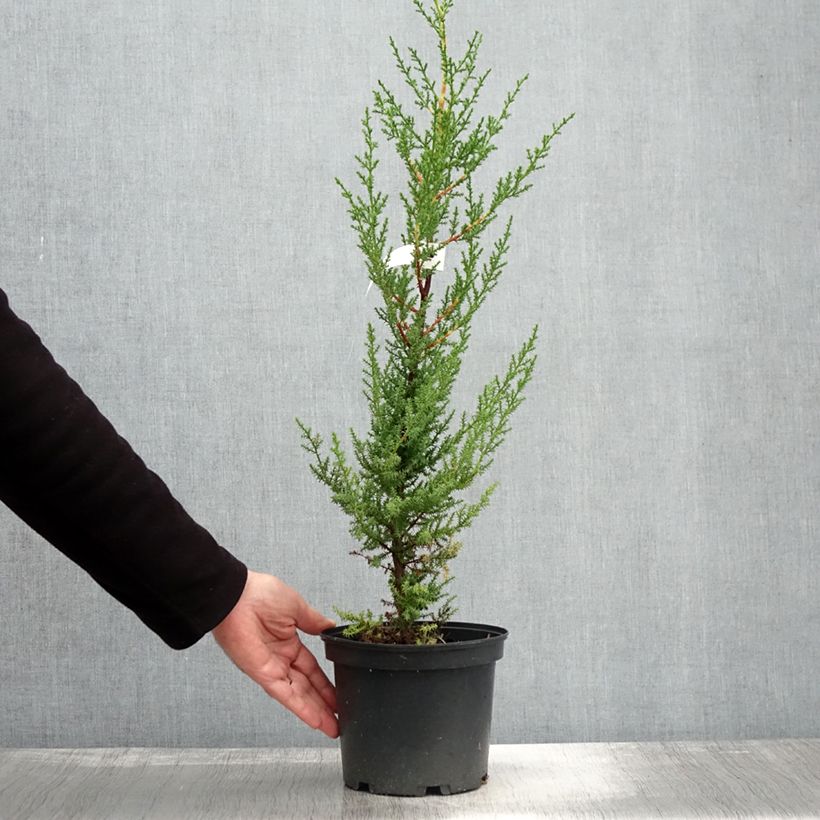 Exemplaar van Cupressus macrocarpa - Montereycipres Pot van 2 l/3 l zoals geleverd in de herfst