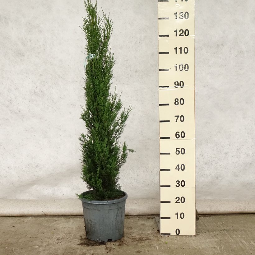 Exemplaar van Cupressus sempervirens Stricta - Italiaanse cipres Pot van 7,5 l/10 l zoals geleverd in de zomer