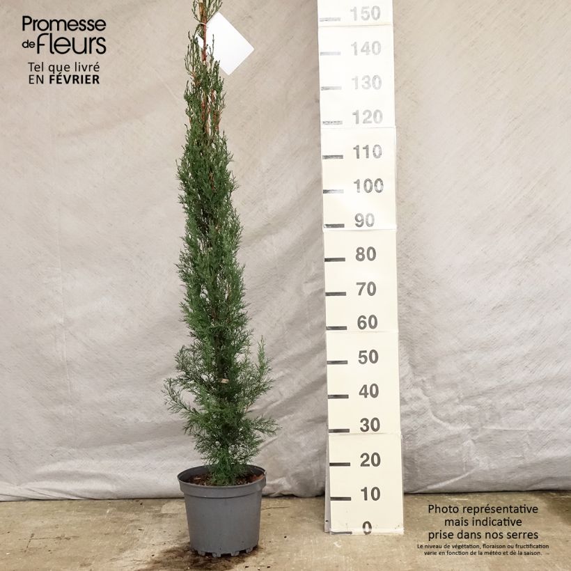 Example of Cupressus sempervirens Stricta - Cyprès d'Italie Pot van 7,5 l/10 l as you get in hiver