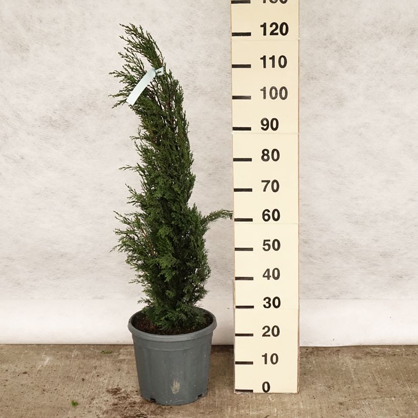 Exemplaar van Cupressus sempervirens Stricta - Italiaanse cipres Pot van 7,5 l/10 l zoals geleverd in de lente