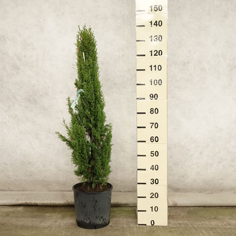 Exemplaar van Cupressus sempervirens Totem - Italiaanse cipres Pot van 7,5 l/10 l zoals geleverd in de zomer
