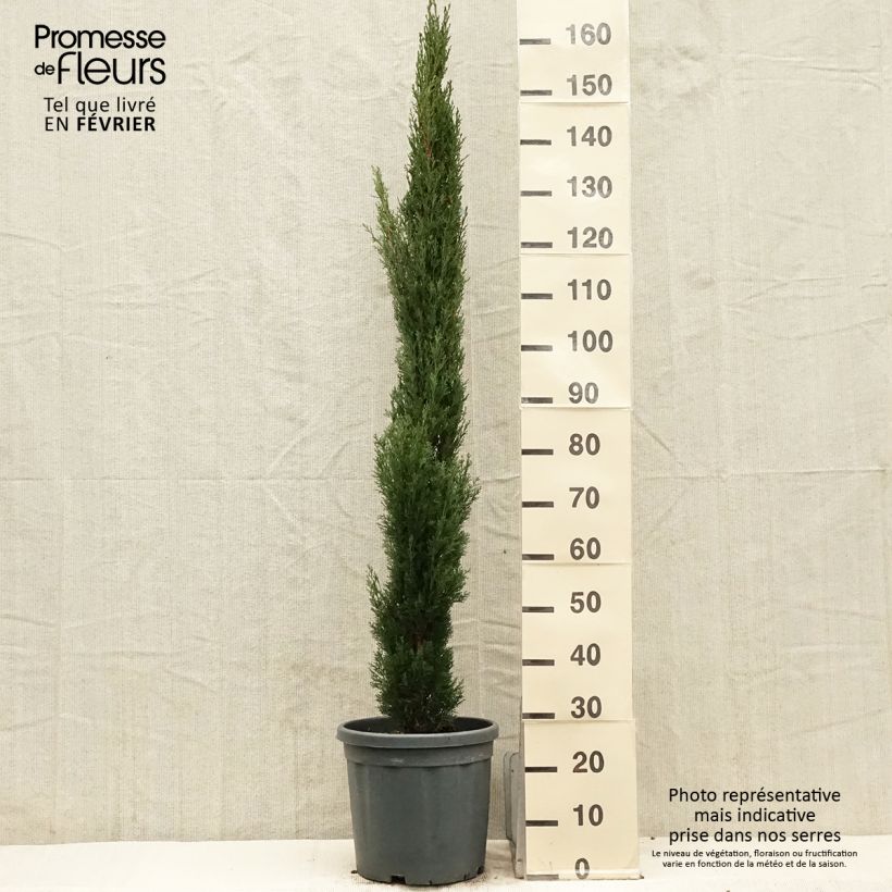 Example of Cupressus sempervirens Totem - Cyprès de Florence Pot van 7,5 l/10 l as you get in hiver