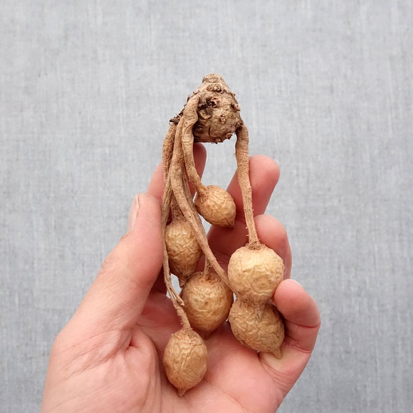 Example of Curcuma alismatifolia Pink - Tulipe du Siam Bol Kaliber/Größe I as you get in printemps