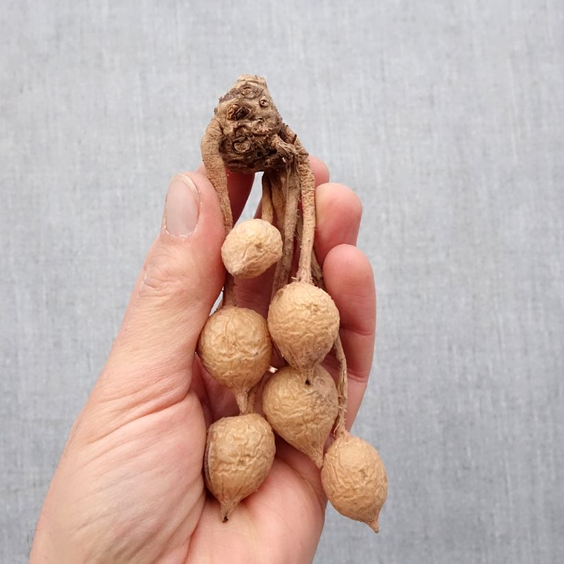 Example of Curcuma alismatifolia Red - Tulipe taïlandaise Bol Kaliber/Größe I as you get in printemps