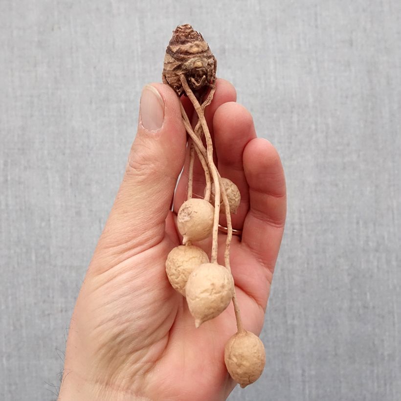 Example of Curcuma alismatifolia White - Tulipe du Siam Bol size I as you get in printemps