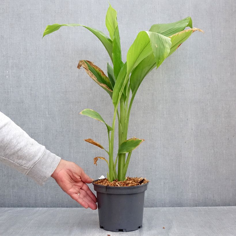 Exemplaar van Curcuma longa - Kurkuma Pot van 2 l/3 l zoals geleverd in de herfst