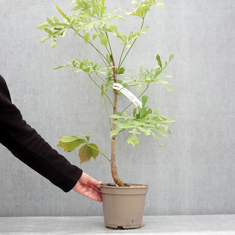 Example of Cussonia spicata - Cussonia en épis Pot van 4 l/5 l as you get in hiver