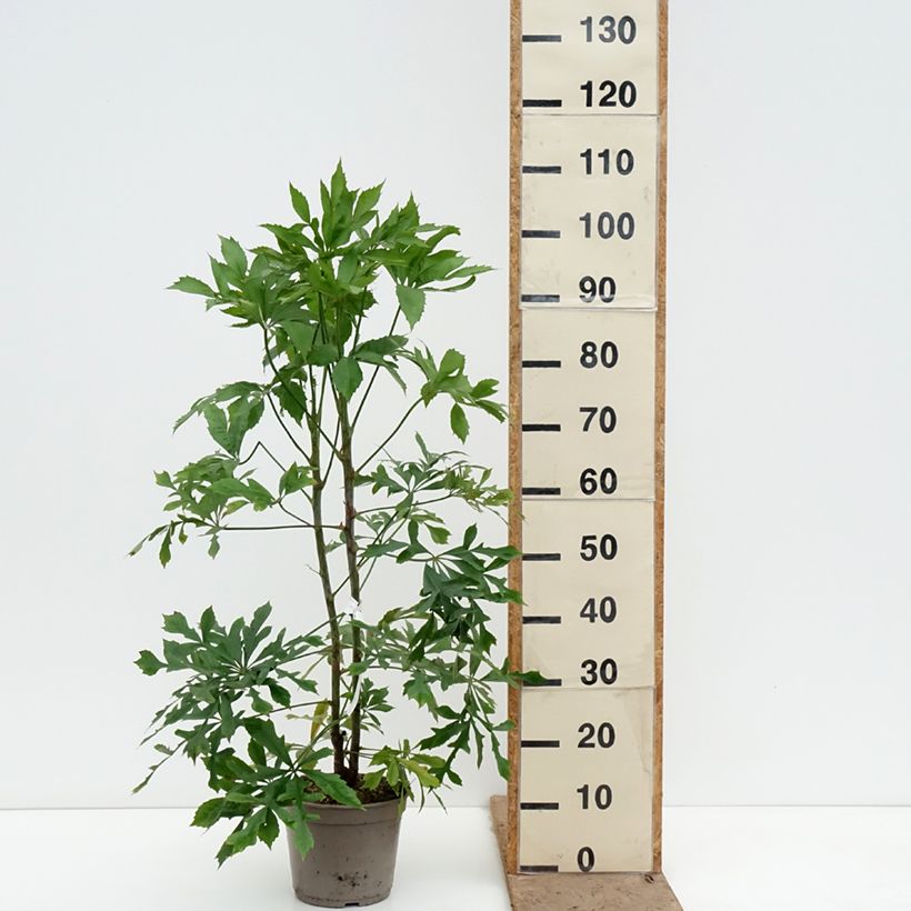 Exemplaar van Cussonia spicata Pot van 4 l/5 l zoals geleverd in de lente