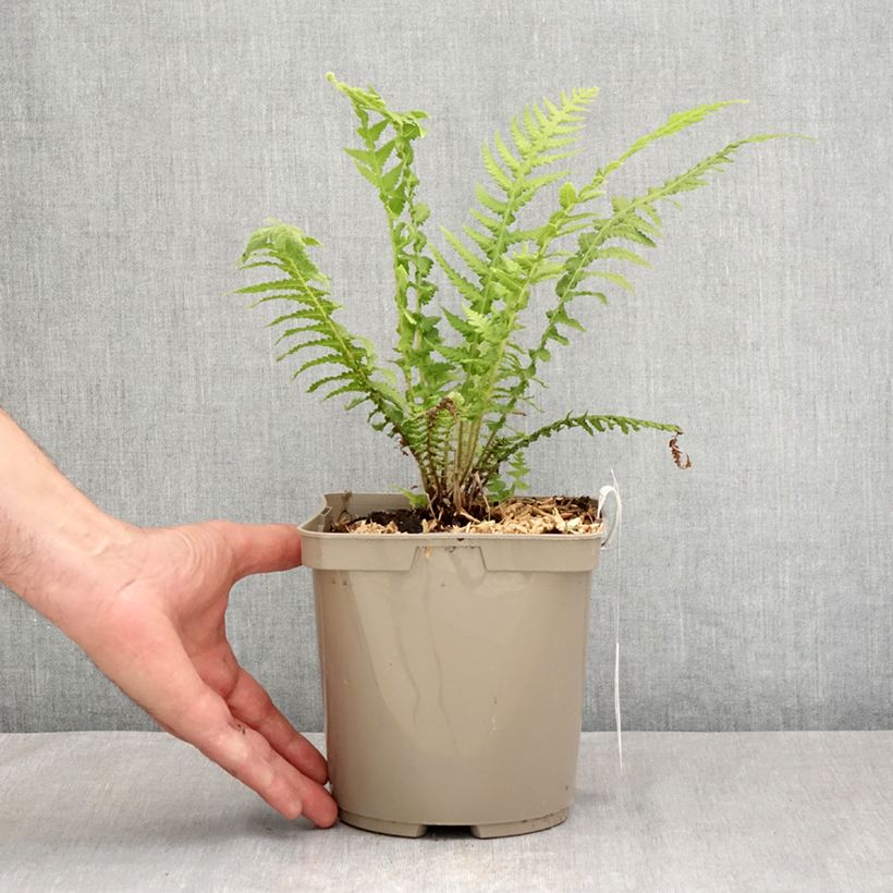 Exemplaar van Cyathea cooperi - Australische boomvaren Pot van 2 l/3 l zoals geleverd in de zomer