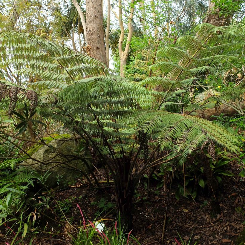 Cyathea dealbata - Zilvervaren (Plant habit)