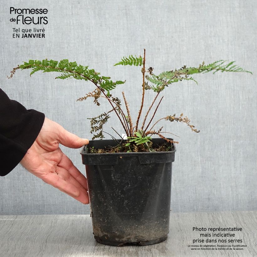 Example of Cyathea dealbata - Fougère arborescente Pot van 2 l/3 l as you get in hiver