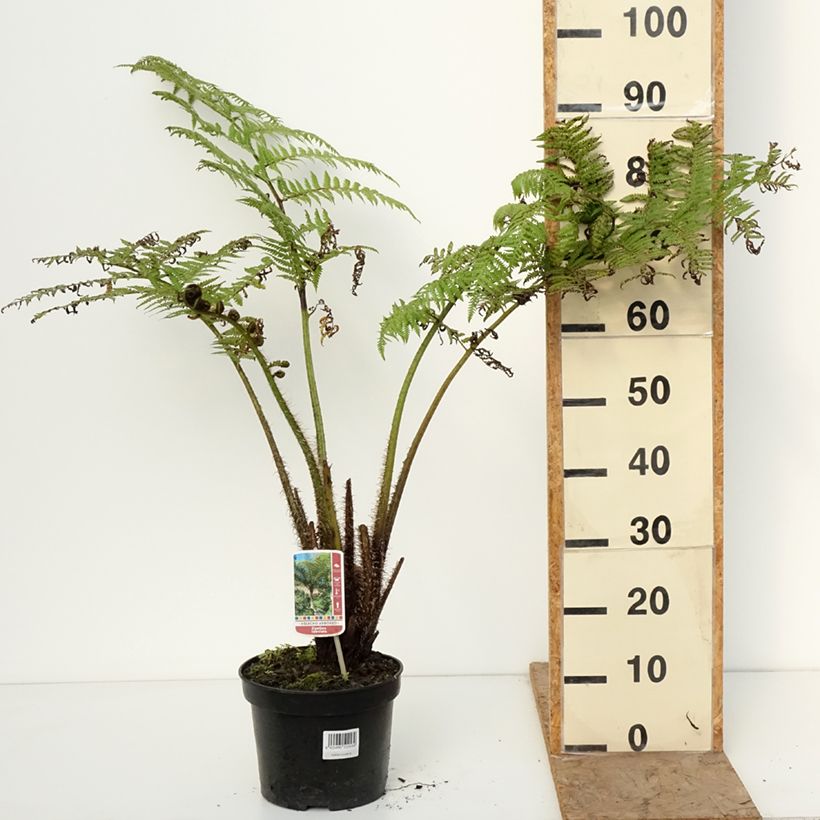 Exemplaar van Cyathea lunulata - Boomvaren Pot van 4 l/5 l zoals geleverd in de winter