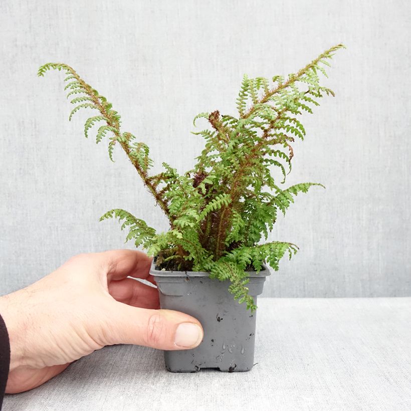 Exemplaar van Cyathea tomentosissima - Boomvaren Kweekpotje van 8/9 cm zoals geleverd in de herfst