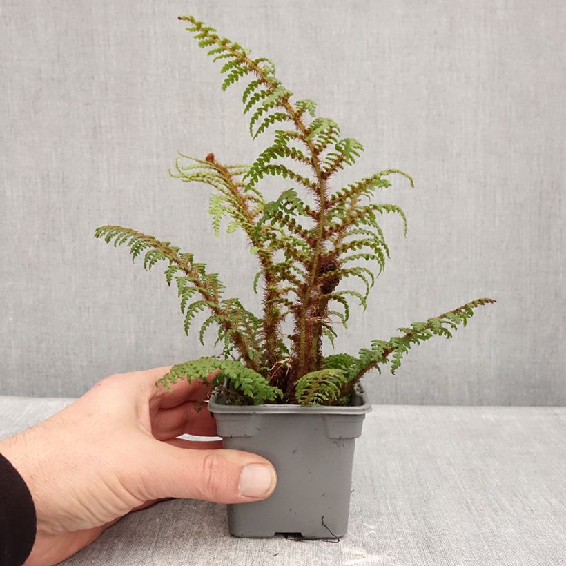 Example of Cyathea tomentosissima - Fougère arborescente Kweekpotje van 8/9 cm as you get in hiver