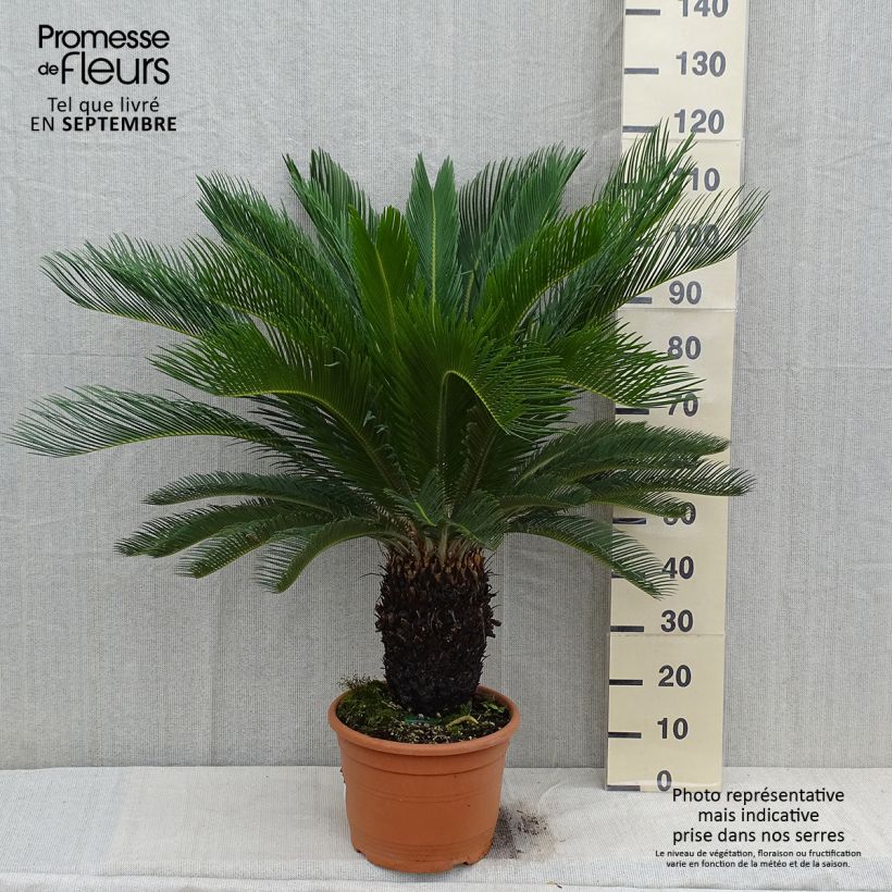 Exemplaar van Cycas revoluta - Sagopalm Pot van 7,5 l/10 l zoals geleverd in de herfst