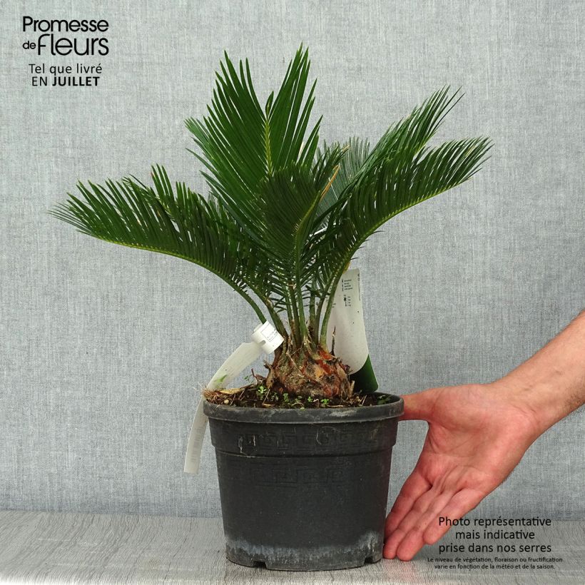 Exemplaar van Cycas revoluta - Sagopalm Pot van 2 l/3 l zoals geleverd in de zomer