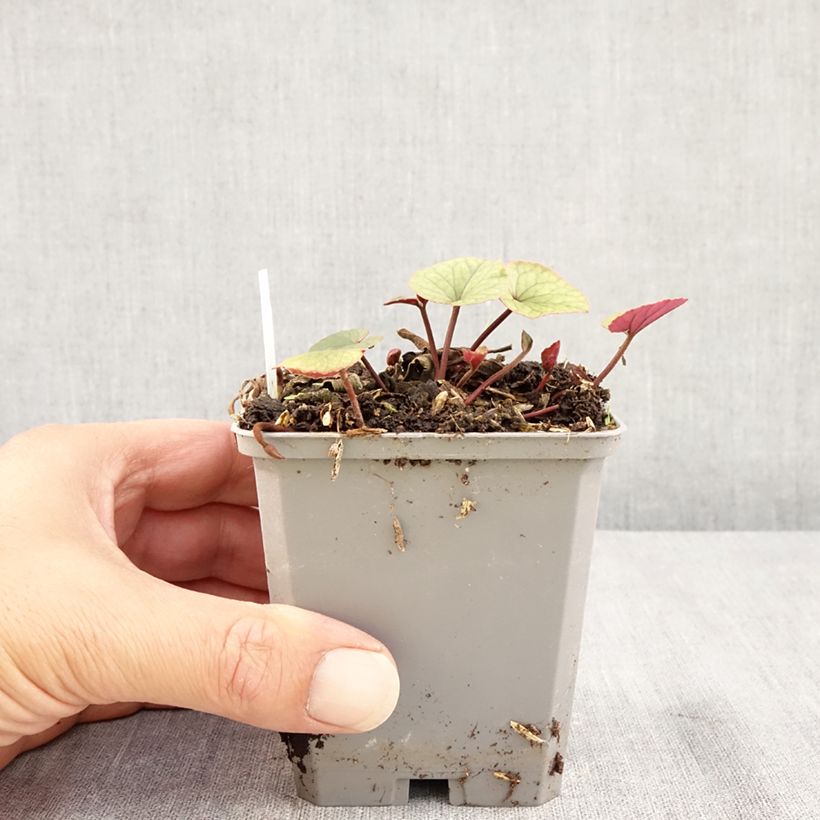 Example of Cyclamen coum blanc feuillage vert Kweekpotje van 8/9 cm as you get in ete