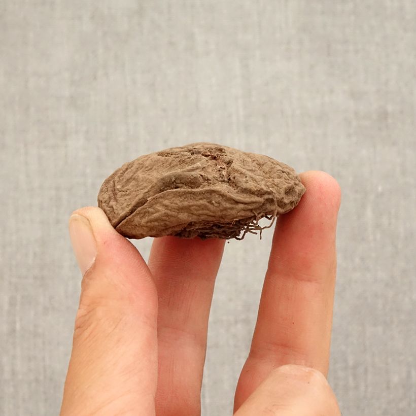 Example of Cyclamen coum rose Bol Kaliber/Größe 15+ as you get in automne