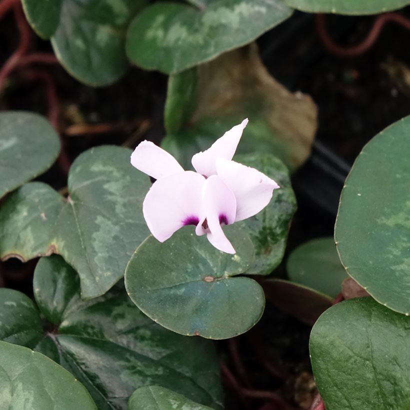Cyclamen coum Roze in plantgoed - Alpenviooltje (Bloei)