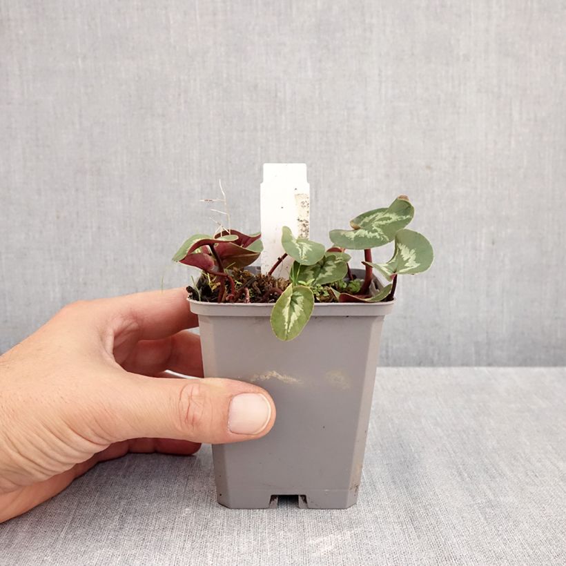 Exemplaar van Cyclamen coum Roze gemarmerd blad - Alpenviooltje Kweekpotje van 8/9 cm zoals geleverd in de herfst
