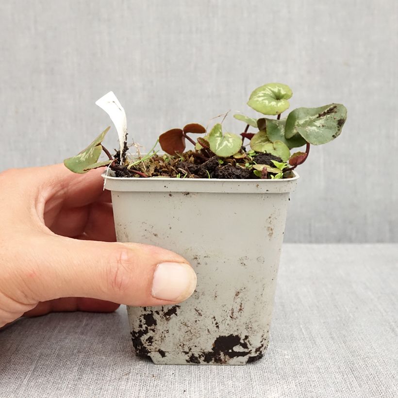 Exemplaar van Cyclamen coum Roze gemarmerd blad - Alpenviooltje Kweekpotje van 8/9 cm zoals geleverd in de zomer