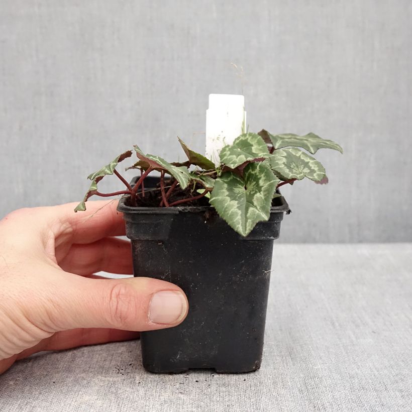 Exemplaar van Cyclamen coum Roze gemarmerd blad - Alpenviooltje Kweekpotje van 8/9 cm zoals geleverd in de winter