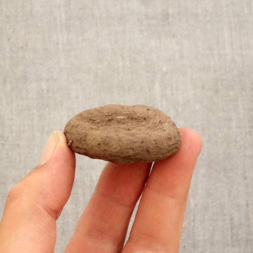 Example of Cyclamen hederifolium Wit - Naaldcyclaam Bol size 10/12 as you get in automne