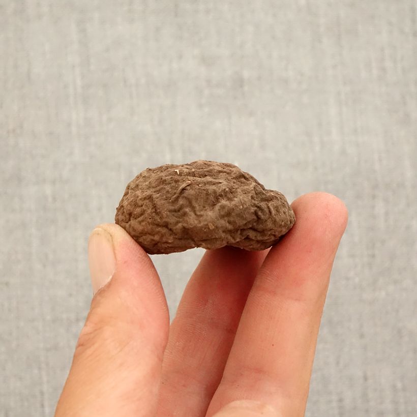 Example of Cyclamen hederifolium Roze - Naaldcyclaam Bol size 10+ as you get in automne