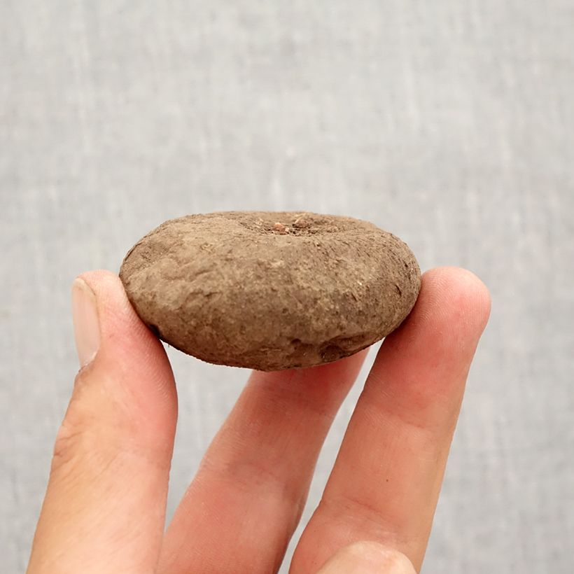 Example of Cyclamen hederifolium Roze - Naaldcyclaam Bol size 15+ as you get in automne