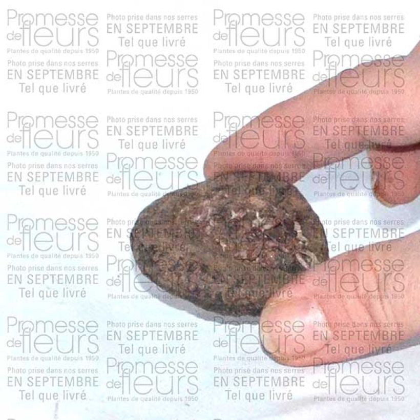 Voorbeeld van een exemplaar van Cyclamen persicum - Perzische cyclaam Bol kaliber I zoals geleverd