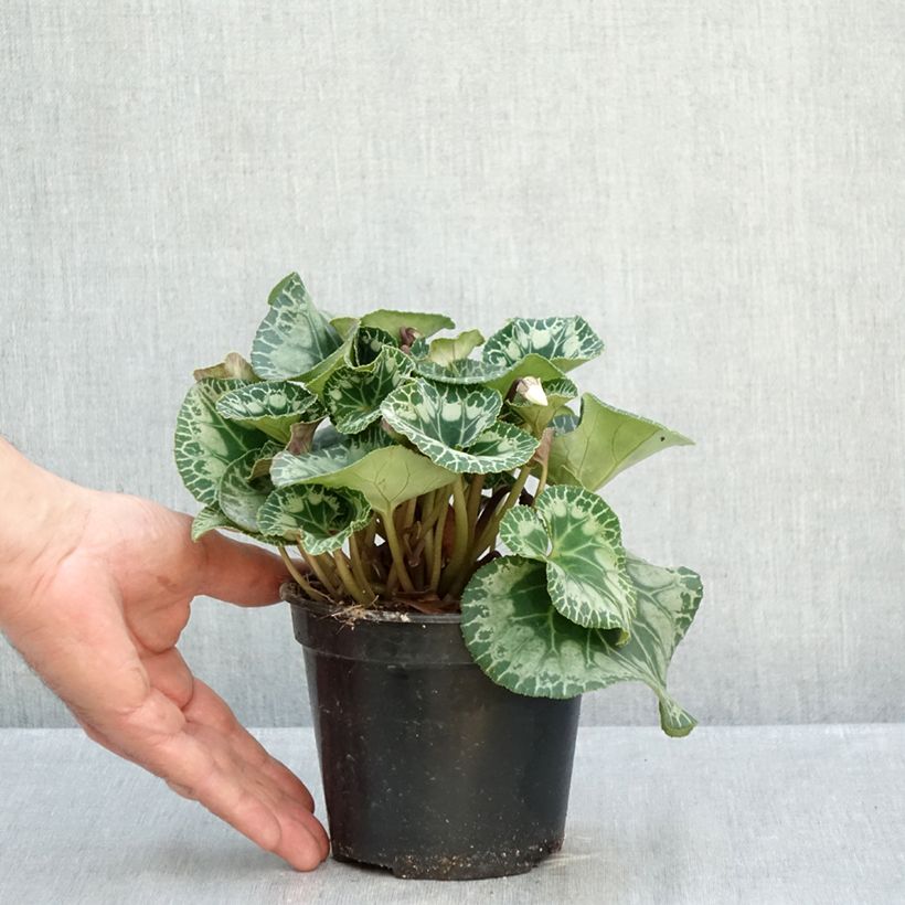 Exemplaar van Perzische cyclaam Wit Pot van 1,5 l/2 l zoals geleverd in de herfst