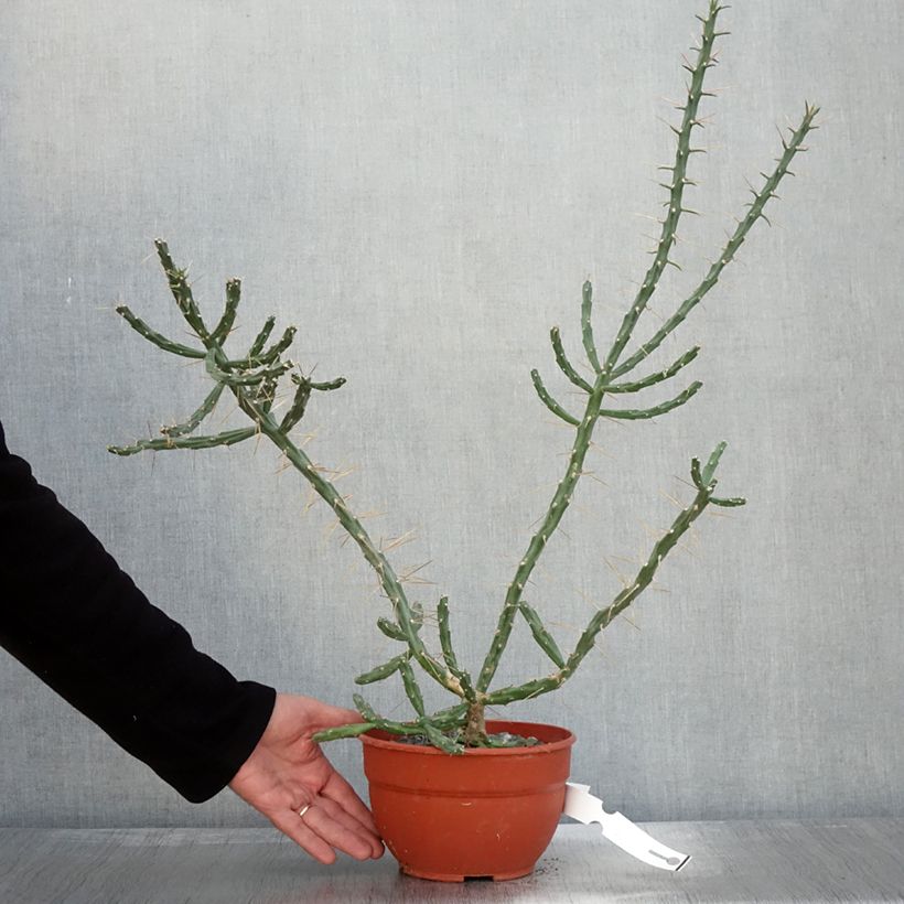 Exemplaar van Cylindropuntia kleiniae - Cholla-cactus Pot van 2 l/3 l zoals geleverd in de herfst