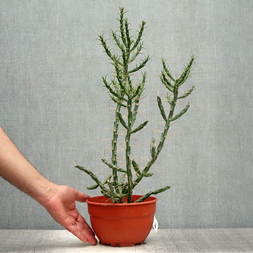 Exemplaar van Cylindropuntia kleiniae - Cholla-cactus Pot van 2 l/3 l zoals geleverd in de zomer