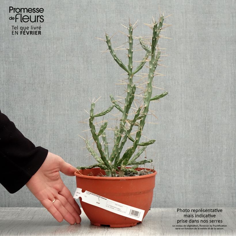 Example of Cylindropuntia kleiniae - Cholla-cactus Pot van 2 l/3 l as you get in hiver