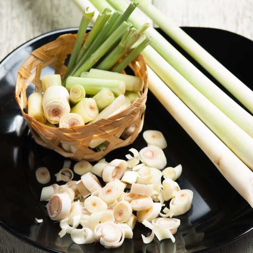 Citroengras uit Madagascar - Cymbopogon citratus (jonge planten) (Oogst)