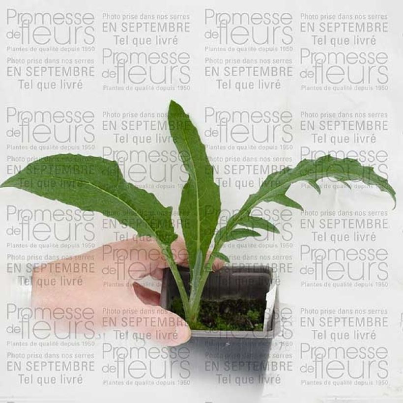 Voorbeeld van een exemplaar van Cynara cardunculus - Kardoen Kweekpotje van 8/9 cm zoals geleverd