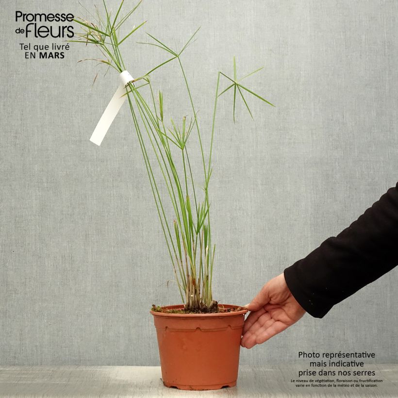 Exemplaar van Cyperus alternifolius - Parapluplant Pot van 2 l/3 l zoals geleverd in de lente