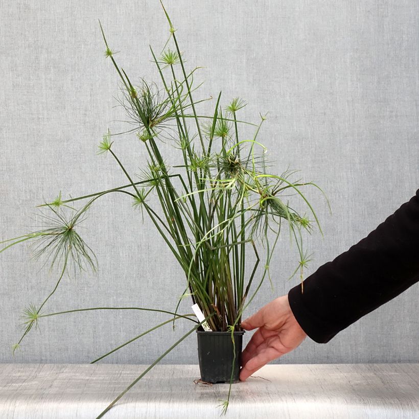 Exemplaar van Cyperus haspan - Dwergpapyrus Kweekpotje van 8/9 cm zoals geleverd in de lente