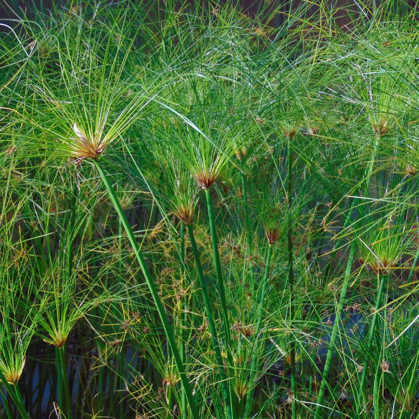 Cyperus papyrus Akhenaton - Papyrusplant (Blad)