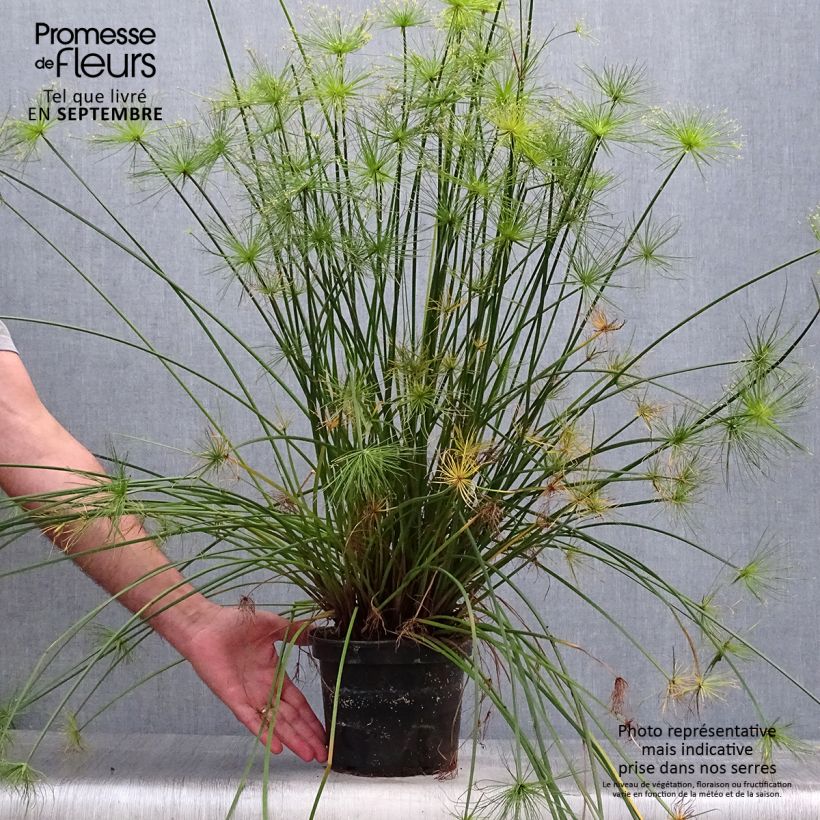 Exemplaar van Cyperus prolifer - Dwergpapyrus Pot van 3 l/4 l zoals geleverd in de herfst
